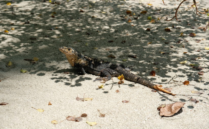 Manuel Antonio
