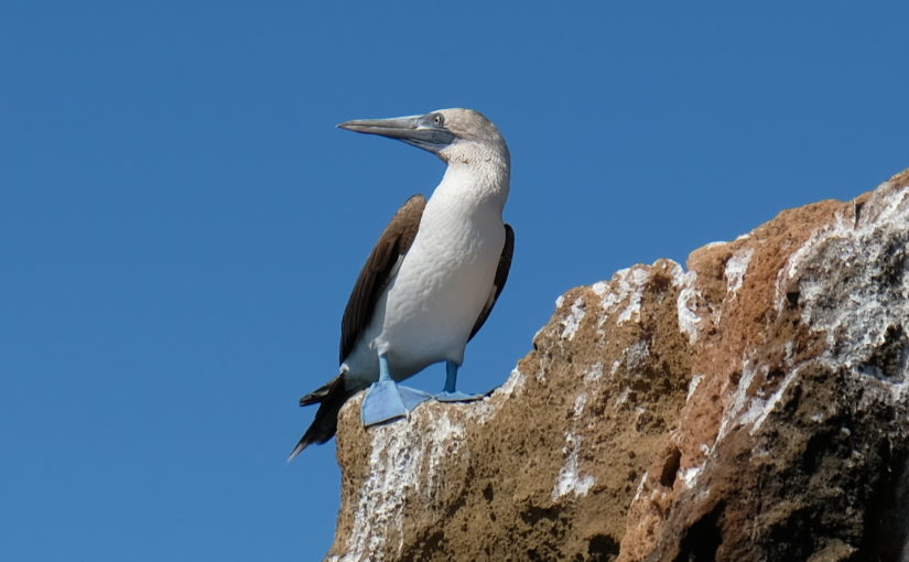 Galapagos – le isole dell’Ovest