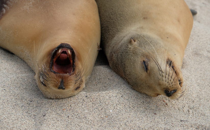 Galapagos – le isole dell’Est